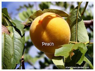 Late Season Peaches...yum!!!