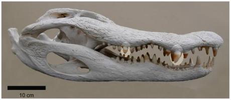 Skull and jaws of a wild adult American alligator (Alligator mississippiensis) showing the prominent teeth: image from Plos One study via wwffm.org