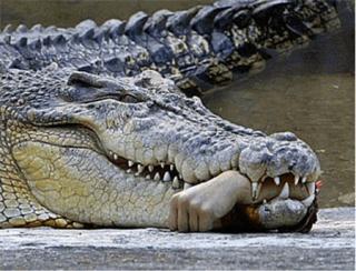 National Geograthic photo of Nile Crocodile - reportedly the hand was re-attached successfully to the human: National Geographic via flipkey.com