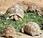 Featured Animal: Indian Star Tortoise
