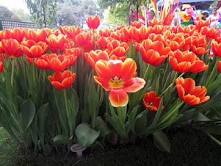 Weekend: Melbourne International Flower & Garden Show!