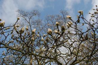 Magnolia x veitchii flower (11/03/2012, Kew, London)