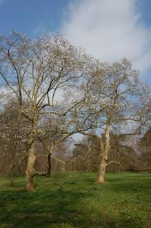 Magnolia x veitchii (11/03/2012, Kew, London)