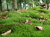 Gorgeous Photos Moss