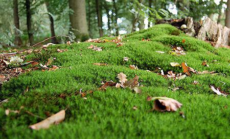 Gorgeous Photos Of Moss