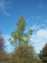 Spring, Edinburgh, Trees, Greenery