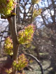 Spring, Edinburgh, Trees, Greenery, odd leaves