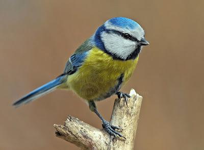 Parus caeruleus, Mésange bleue, Blue Tit