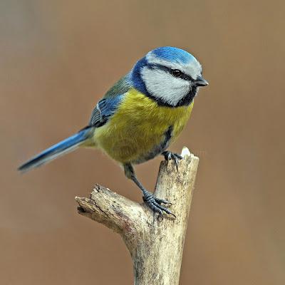 Parus caeruleus, Mésange bleue, Blue Tit