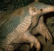 Armadillo