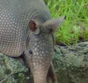 Armadillo