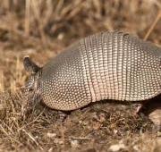 Armadillo