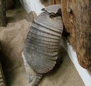 Armadillo