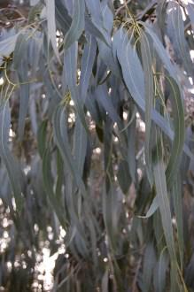 Eucalyptus viminalis Leaf (11/03/2012, Kew, London)