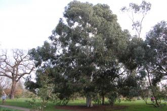 Eucalyptus viminalis (11/03/2012, Kew, London)