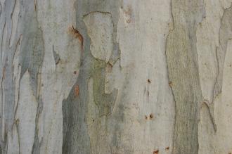 Eucalyptus viminalis Bark (11/03/2012, Kew, London)