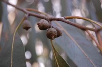 Eucalyptus viminalis Fruit (11/03/2012, Kew, London)