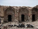 Many baby goats (kids) with the Sassanian building in the background