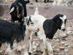 Many baby goats (kids)