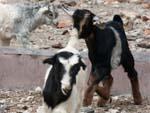 Many baby goats (kids)