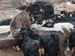 Many baby goats (kids) eating