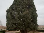 Sarv-e Abarqu (cypress of Abarqu)