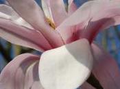 Plant Week: Magnolia Salicifolia