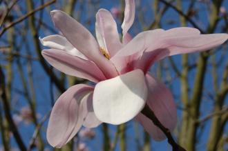 Magnolia salicifolia Flower (11/03/2012, Kew, London)