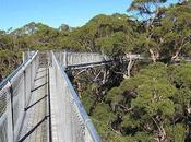 Amazing Treetop Walkways Around World