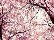 Cherry Blossom FOTD