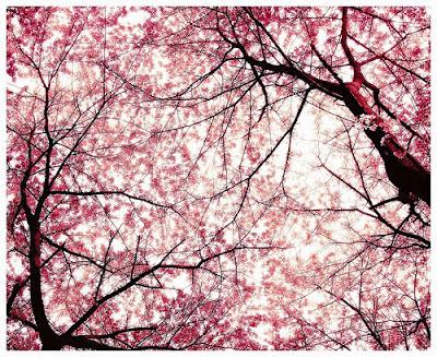 Cherry Blossom FOTD III
