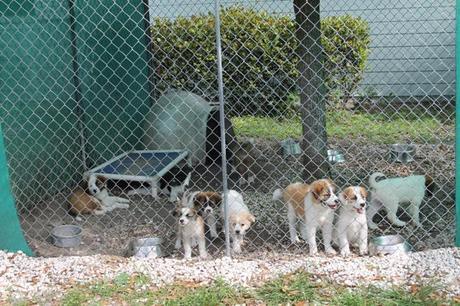 St. Bernard Puppies, adopt, big dog ranch rescue