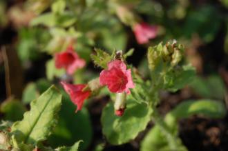 Pulmonaria rubra Flower (11/03/2012, Kew, London)