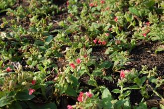 Pulmonaria rubra (11/03/2012, Kew, London)