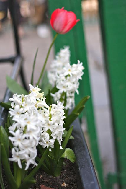 Spring in Hackney