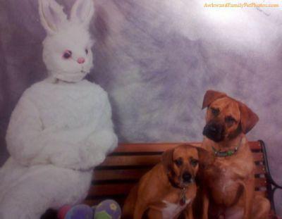 13 Awful Easter Bunny Family Photos