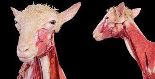 Sheep, plastinated: © Gunther von Hagens, Institute for Plastination, Germany