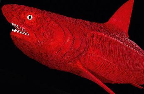 Shark, plastinated: © Gunther von Hagens, Institute for Plastination, Germany