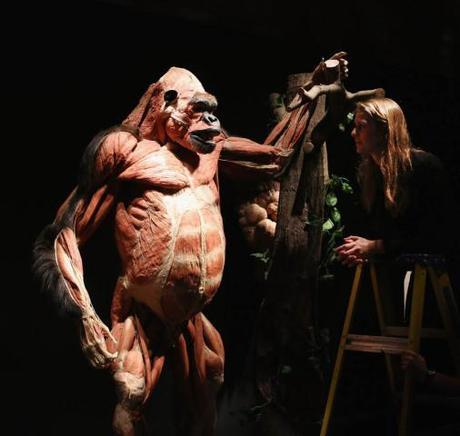Great ape, plastinated: © Gunther von Hagens, Institute for Plastination, Germany