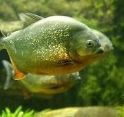 Piranha