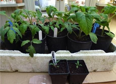 young tomato plants in square plastic pots