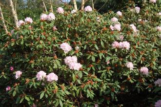 Rhododendron 'Rosa Mundi' (11/03/2012, Kew, London)