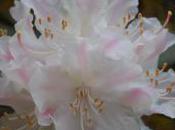 Plant Week: Rhododendron ‘Rosa Mundi’