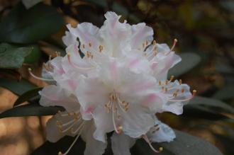 Rhododendron 'Rosa Mundi' Flower (11/03/2012, Kew, London)