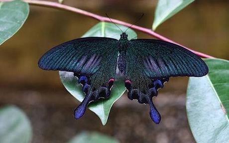 The Sublime Swallowtail Butterfly
