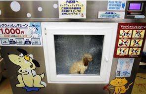 The Dog-Washing Machine: Effective or Cruel?
