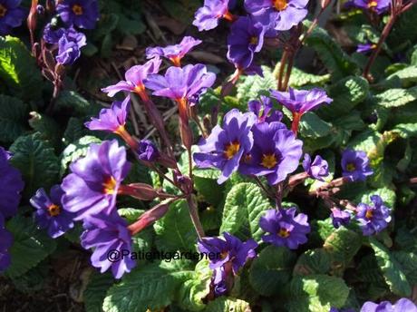 Primula 'Ingrams Blue'