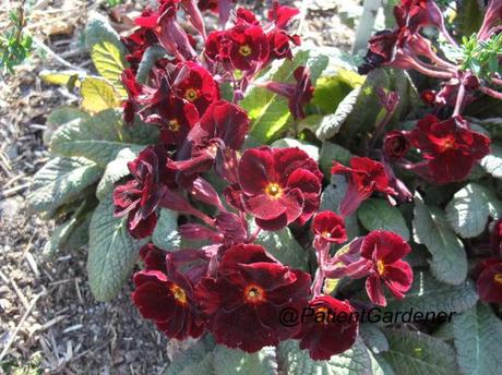 Primula 'Dusky Lady'