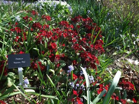 Primula 'Radical Red'