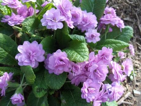 Primula 'Lilicina Plena'